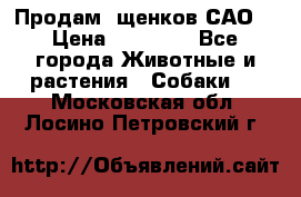 Продам ,щенков САО. › Цена ­ 30 000 - Все города Животные и растения » Собаки   . Московская обл.,Лосино-Петровский г.